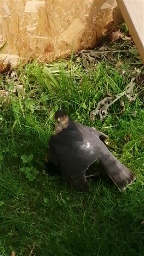 sparrow hawk takes a starling #shorts