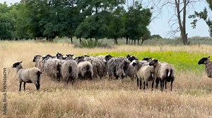 Free-range sheep. A view of sheep grazing in abandoned dry land or fields on a sunny day. Sheep farming. Sheep husbandry.