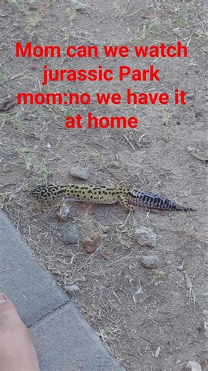 my lizard in the back yard and I bet this is how he feels