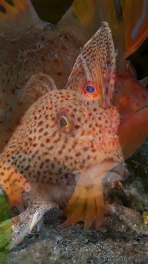 Hand Fish – The Fish That Walks Instead of Swims! 🐟🖐️| TANKED IND | @tanked_ind