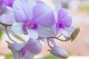 5 Cara Mudah Merawat Bunga Anggrek di Rumah, Anggrek Jadi Sehat dan Subur!  - Bobo