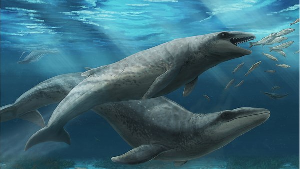 Killer Cutie! Tiny Ancient Whale Had Doe-Eyes but Razor-Sharp Teeth