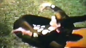 柔术考古之1980年Carol Liabos表演