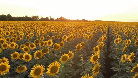 Drone Unveils the Artistry of Sunflower Swirls
