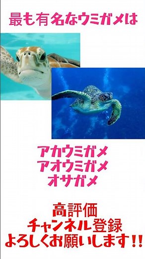 亀の知識‼️（7）〜ウミガメの種類や見分け方〜 #shorts #かめ #ニホンイシガメ #ウミガメ #生き物 #爬虫類 #可愛い #解説 #豆知識 #知識 #雑学