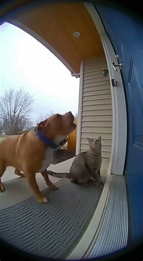 Cat Pranks Dog With Doorbell
