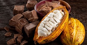 Dia do Cacau: entenda como a fruta vira chocolate e descubra seus benefícios