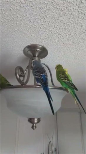 Playful Budgies Having a Light meeting 🐥✨💡"