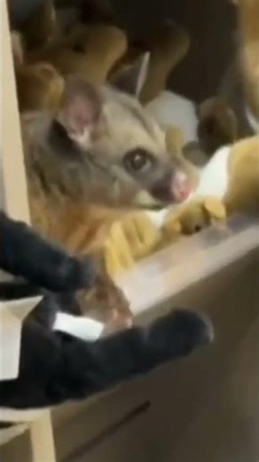 Comment cet opossum s'est retrouvé coincé au magasin de l'aéroport #animaux #incroyable #australie