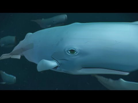 From The Stars | The Deep Season 2 🦈 Ep 1 | HD Full Episode