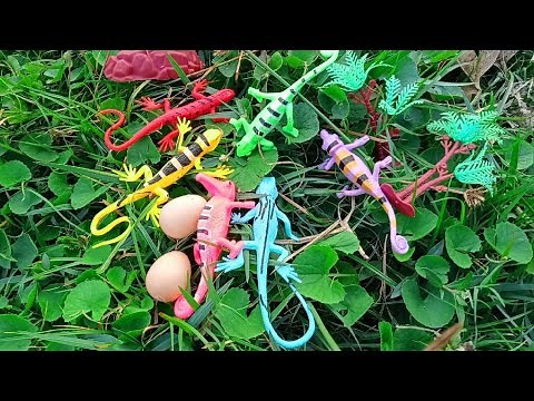 Different types of lizard toys