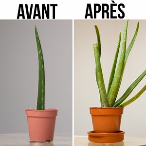 Qu'est-ce que l'aloe vera et comment en prendre soin ? | Fabiosa France