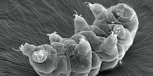 Scientists glean new insights into how tardigrades can survive dehydration