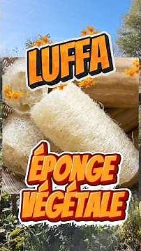 Harvesting and preparing 'Luffa' squash. Seeds will be available on our website 😉