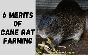 6 Merits of Grasscutter / Cane Rat Farming - Livestocking