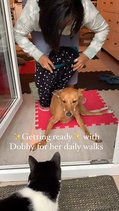 39K views · 10K reactions | Our daily walks with Dobby takes us 5...