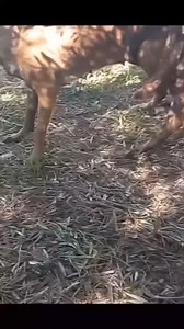 192K views · 911 reactions | 﫦﫦 | bull mating 1 | Facebook