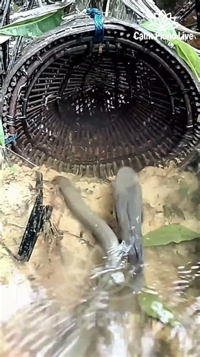 🐟💧 Watch the Fish Swim Into the Trap | Flowing Water & Soft Piano 🎹🌿| Part 1