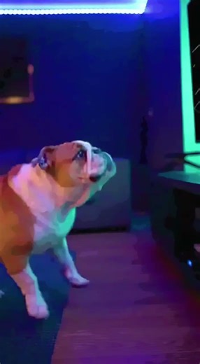 Bulldog Tries to Catch a Fish on TV... INSTANT REGRET! 🐟🐾