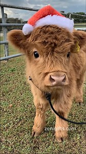 How cute | We Love Cows