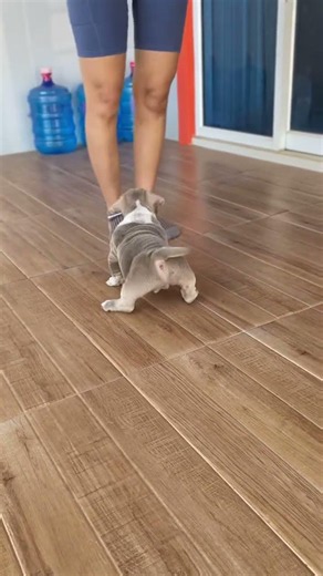 ยกมือทำไมคะ😂🐶 #dogs #funnydogs #pets