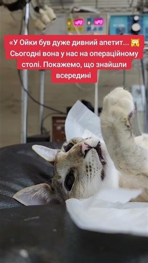 Oika had a very strange appetite... 🙀 Today she is on our operating table. #veterinaryukraine