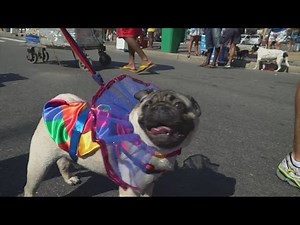 Dogs dress up in tutus for Rio carnival