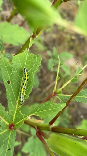 オクラにつく虫