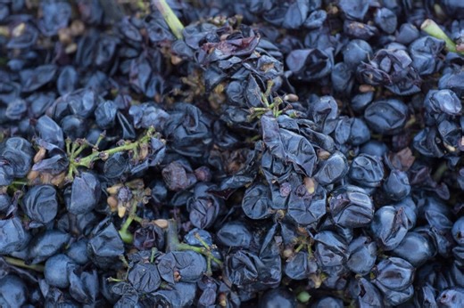 Biomanufacturing can turn food waste into a climate solution