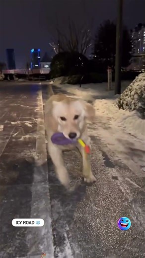 Funniest Animal Fails EVER 😂 Part 1