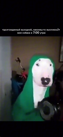 Zoowow - зоомагазин для со всем необходимым для Ваших хвостиков 🤍