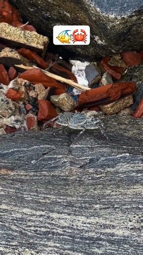 Amazing Crab Walk Close-Up 🦀