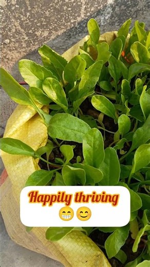 amazing growth of spinach plants #garden#shorts #gardening #rooftopgarden#plants #gardenpath#spinach