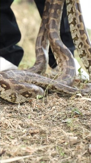 A must-see is the spectacular rescue of an Indian python.