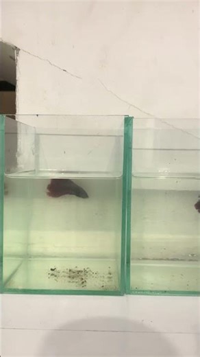 🗺️ Where to Buy Betta Fish Online | Top Trusted Shops & Sellers