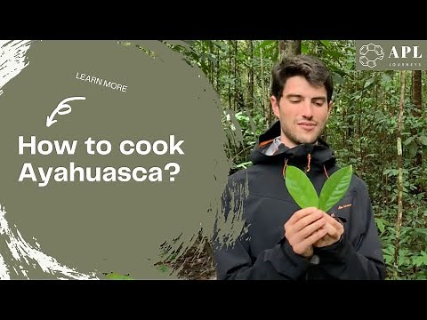 How to cook Ayahuasca and harvest Chacruna | APL Shamanic Journeys