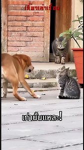 โดน 'ฮาคิราชัน' เข้าไปเต็มๆ! 👑