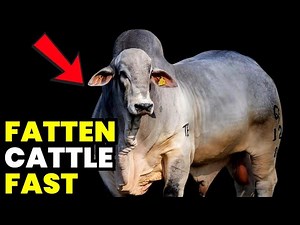 📢 Cattle Fattening From Start To Finish: The Definitive Guide To Sustainable And Efficient Cattle