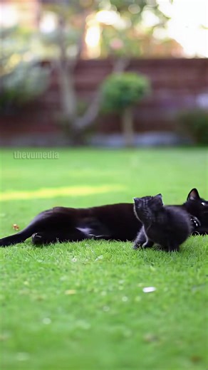 Brave Mama Cats Defend Their Kittens Against Massive Dogs! #cats #dogs #animals | Wildlife Nomad