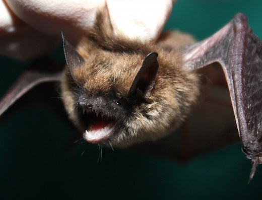 Debunking Myths: Bats for Effective Mosquito Control - VDCI