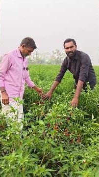 #30క్వింటాల పైన దిగుబడి ప్రభంజనం సృష్టిస్తున్న కొత్త విత్తనం#Shrinath seeds#dhanush#agriculture