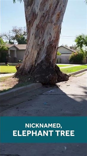 The Elephant Tree at Catlin Court