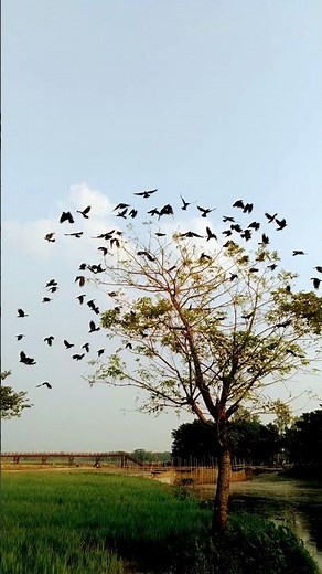 crow flying video - YouTube