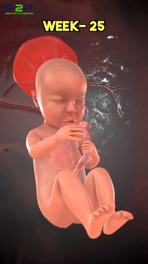 25 Week Fetus 🍤 #PregnancyToParenting #Pregnancy #pregnancyjourney | Pregnancy to parenting