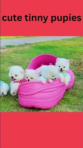 Cutest Tiny Dogs in the World 🐶💖 Smallest Puppies Ever! #shorts