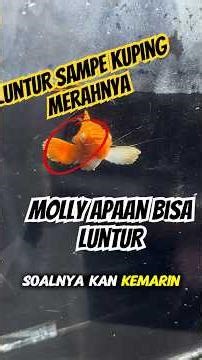 Red-headed Molly has given birth, invite her, hahaha