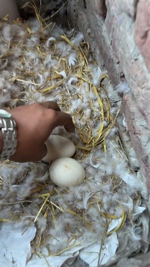 Founded 2 freshly big geese eggs