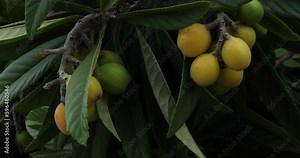 malt plum fruits tree garden blum tree