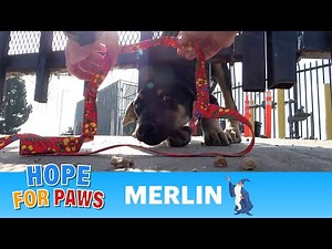 Abandoned puppy finds a refuge in a dangerous place. ⚡😨⚡