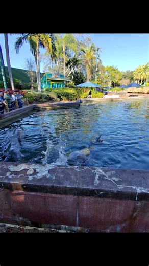 Never miss a chance to hang with the playful dolphins at SeaWorld Orlando. You can walk up to this exhibit any time of day, or even do an up close tour where you get to feed the dolphins. | EYNTK Travel